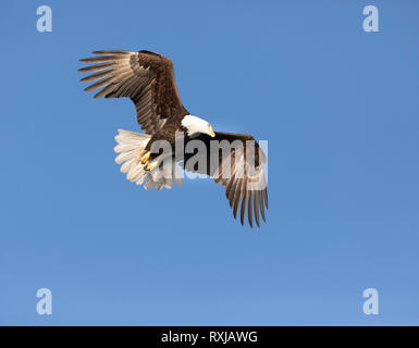 El águila calva, Haliaeetus leucocephalus, en vuelo
