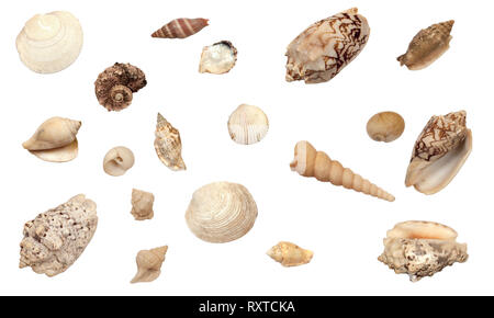 Hermosa colección de diferentes tipos de conchas, aislado sobre fondo blanco. Foto de stock