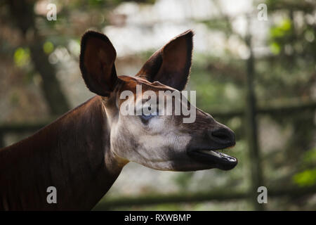 El Okapi (Okapia johnstoni). La vida silvestre animal. Foto de stock