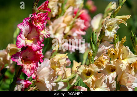 Montón de coloridas flores gladiolo florece en el hermoso jardín. Hermosa gladiolus. Gladiolus es planta de la familia de iris, con hojas en forma de espada. Foto de stock