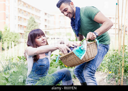 Pareja joven de jardineros recoge verduras frescas Foto de stock