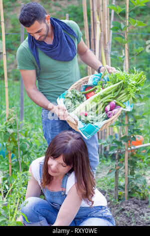Pareja joven de jardineros recopila las hortalizas frescas en gardenhouse Foto de stock