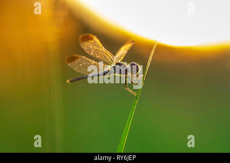 Close-up de dragonfly donde se posan sobre el tallo durante la puesta de sol