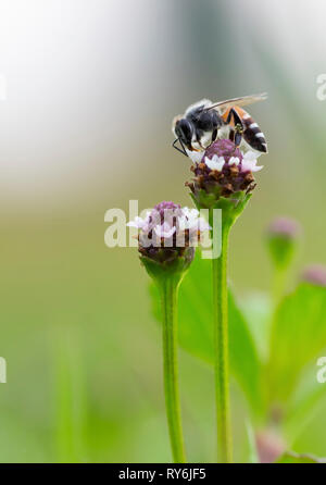 Close-up de miel de abejas polinizadoras en flor