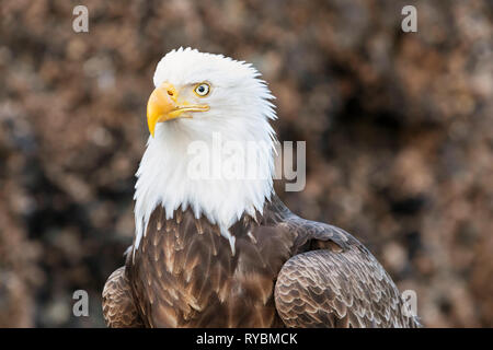 El águila calva, Haliaeetus leucocephalus Foto de stock