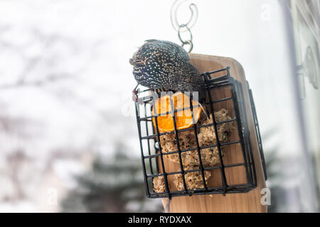 Acercamiento de pájaros estorninos europeos sentados posado sobre plástico jaula alimentador de sebo por ventana en Virginia comiendo con pico y media naranja