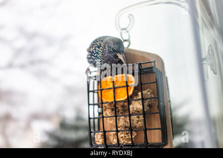 Acercamiento de pájaros estorninos europeos sentados encaramado sobre metal plástico jaula alimentador de sebo por ventana en Virginia comiendo con pico y media naranja
