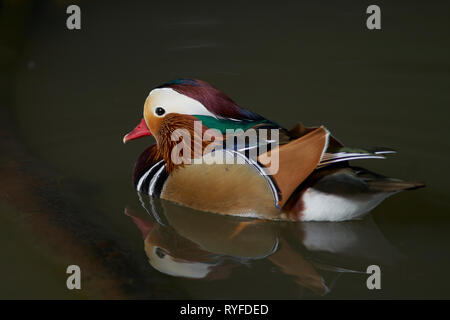 Macho de Pato mandarín (Aix galericulata) mostrando vistoso y colorido plumaje.