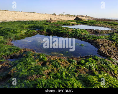 Bustan HaGalil playa con arena y rocas cerca de Acre, Haifa, Israel. Acre, a orillas del mar Mediterráneo. Agua clara piedras cubiertas de algas. Azul cielo soleado