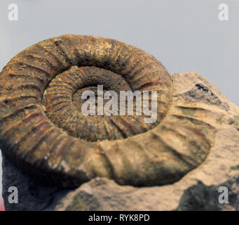 La prehistoria, la prehistoria, petrification, Ammonita, Additional-Rights-Clearance-Info-Not-Available Foto de stock