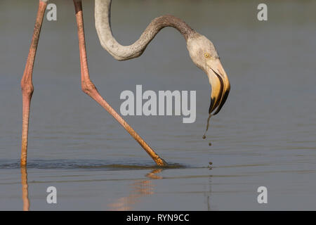 El Gran Flamingo (Phoenicopterus roseus) alimentándose, con la leech unida a su pierna, en el santuario de aves Thol, Gujarat, India Foto de stock
