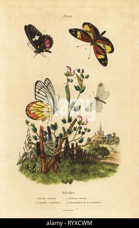 Jezabel, Delias eucharis común 1, blanco, Archonias cattleheart brassolis 2, tigre blanco, Dismorphia amphione mimic 3, madera blanca, Leptidea sinapis 4. Mariposas: Pieride antonoe Pierides, Euterpe tereas, Leptalis Leucophasie amphione, de la Moutarde. Grabado de acero Handcolored Felix-Edouard Guerin-Meneville's Dictionnaire pintoresco d'Histoire Naturelle (Diccionario pintoresco de Historia Natural), París, 1834-39.