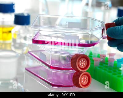 Matraz conteniendo células madre, cultivadas en rojo el crecimiento medio en el laboratorio. Foto de stock