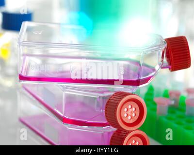 Matraz conteniendo células madre, cultivadas en rojo el crecimiento medio en el laboratorio. Foto de stock