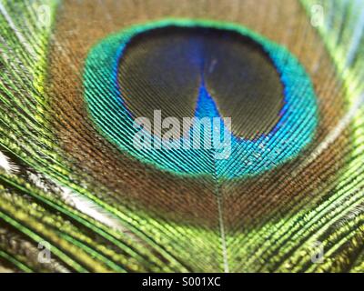 Pluma del pavo real