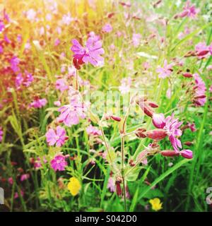 Rojo Campion (Silene dioica, syn. Melandrium rubrum), rosa flores silvestres que crecen en campo soleado en primavera, la Creuse, Lemosín, Francia Foto de stock