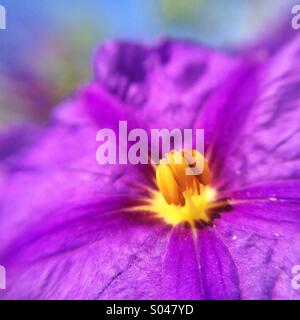 Macro de una flor morada