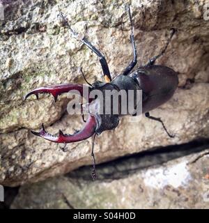 Escarabajo ciervo europeo (Escudo cervus), hombre de piedra, La Creuse, Lemosín, Francia Foto de stock