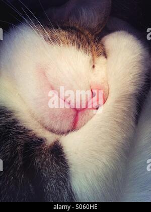 Close Up retrato de un gato durmiendo