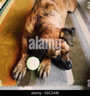 Un boxeador escriba perro tendido sobre la alfombra mirando triste con una pelota de tenis entre sus patas. Foto de stock