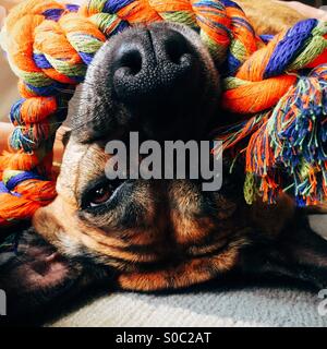 Un primer plano de un tipo boxer perro boca abajo con una colorida cuerda juguete en su boca. Foto de stock