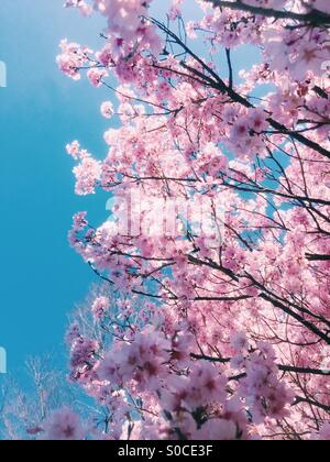 Hermosa rosa sakura o cerezo, una parte bañada por el sol y otra parte en las sombras, con el cielo azul de fondo.