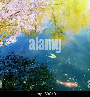 Blanco y naranja koi peces nadando en un estanque con pétalos de flor de cerezo esparcidos sobre la superficie del agua. Los Sauces y cerezos reflejada en el agua. Vintage Textura de papel superpuestas.