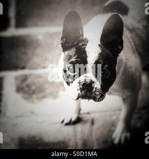 Bulldog francés Foto de stock