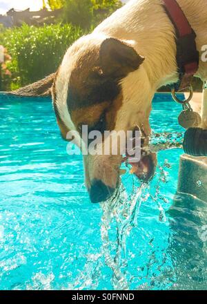 Saciar su sed en el calor del verano. Perro intenta capturar el movimiento de agua de una manguera de jardín junto a la piscina. Foto de stock