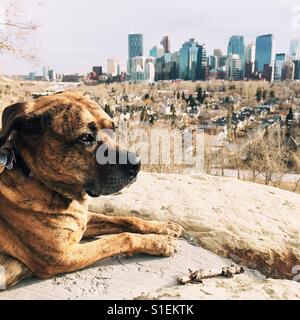 Un boxeador escriba perro acostado y mirando en la distancia con un paisaje urbano en el fondo. Foto de stock