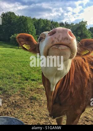 Retrato de vaca Foto de stock