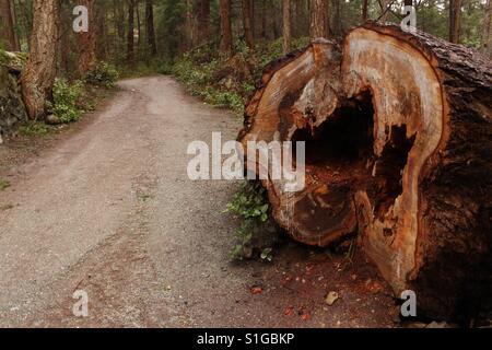 Tronco de árbol cortado por la mitad (Pesaro, Italia, Europa Fotografía de  stock - Alamy