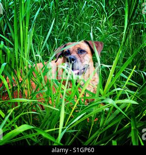 Un boxeador escriba perro tumbado y descansando en la hierba Foto de stock