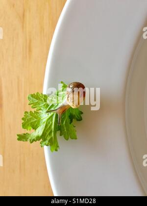 Bebé comiendo caracoles sobre una hoja de lechuga sobre una placa blanca. Foto de stock