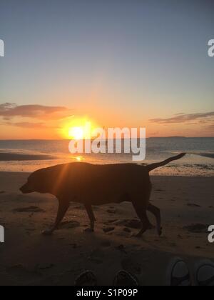 Silueta de perro en la playa al amanecer en Mozambique Foto de stock