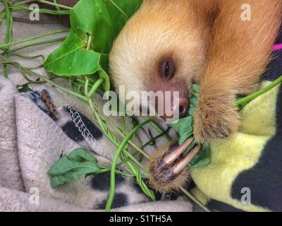Baby sloth comiendo hojas
