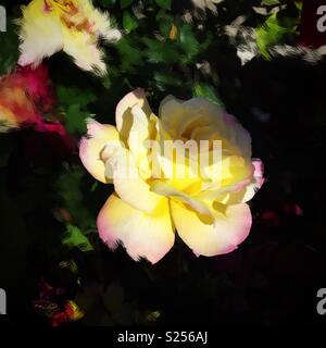 Las rosas amarillas en plena floración con pintura sobre las hojas de estilo Foto de stock