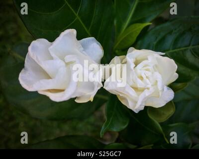 Flor blanca de la gardenia o Jazmín del Cabo (Gardenia jasminoides  vegetales). Una planta perenne de la familia de las Rubiáceas de café. Se  originó Fotografía de stock - Alamy