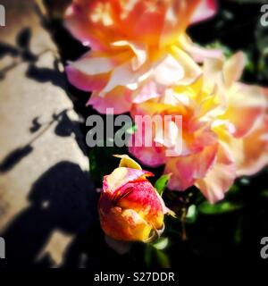 El capullo de rosa rosa-amarillenta y dos rosas en plena floración pero fuera de foco. La retroiluminación del lado derecho crea las sombras. Foto de stock