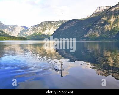 Cisne nadando en el lago de Hallstatt, Austria Foto de stock