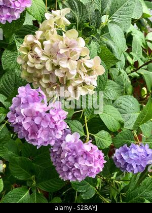 Hortensias de diferentes colores fotografías e imágenes de alta resolución  - Alamy