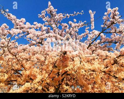 Árbol de flor de cerezo en flor con filtro de luz por la mañana Foto de stock