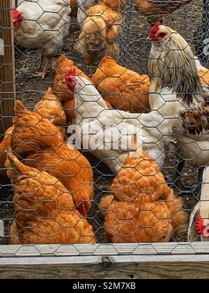 Hermosa y saludable free range pollos recorren su lápiz adjunto de alambre de pollo.