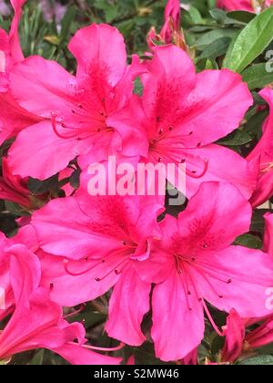 Cuatro hot pink azalea flores en plena floración. Foto de stock