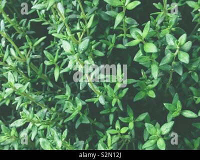 El tomillo (Thymus vulgaris - Hierbas culinarias Foto de stock