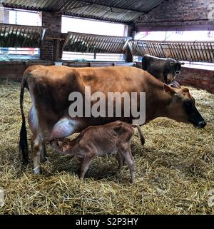 Jersey ternero recién nacido a chupar su pezón de la madre Foto de stock