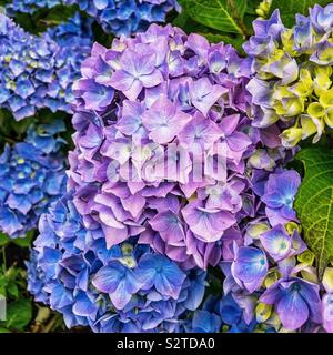 Rosa, morado, azul y Hortensia flores Fotografía de stock - Alamy