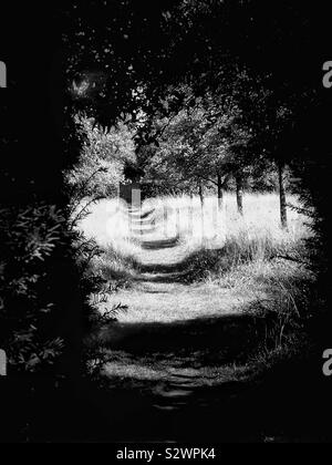 Imagen en blanco y negro atmosférica de ruta secreta a través del bosque con la luz del sol y las sombras Foto de stock