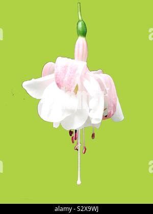Una flor blanca y rosa pálido de fucsia sobre un fondo verde pistacho Foto de stock