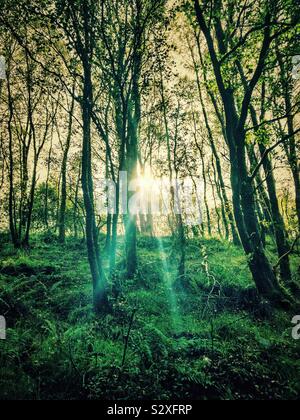 Los rayos del sol brillando a través de árboles Foto de stock